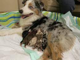 These dogs are easily identifiable with their. Australian Shepherd Puppies For Sale For Sale In Columbus Ohio Classified Americanlisted Com