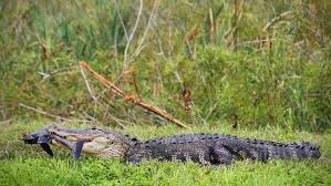 Alligator safety: Simple rules to stay safe around gators