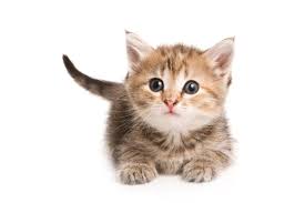 See more ideas about tabby cat, cats, cute cats. The Personality Of A Tabby Cat Is Quite Unique In All Respects Cat Appy