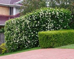 Hedges Meaning And Best Hedge Plants