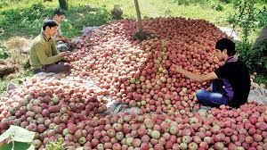 Merged into himachal pradesh — preceding unsigned comment added by 59.183.135.27 (talk) 13:22, 23 october 2012 (utc). Apple Farmers In Himachal Pradesh Rejoice As Demand Soars