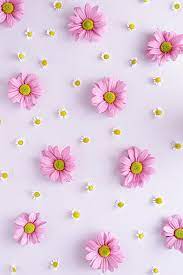 hd summer flowers wallpapers peakpx