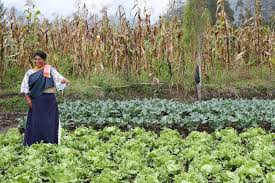 Agricultor digital nace con esa misión: Los Agricultores Contribuyendo A La Alimentacion Escolar World Food Programme