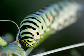 Are Black Yellow Tree Caterpillars Poisonous Home