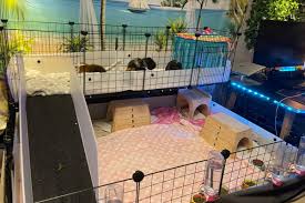 guinea pig cage setup make an