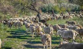 Image result for How Much Does Sheep Cost In South Africa
