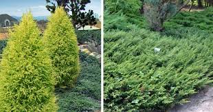 Landscaping With Common Junipers Types