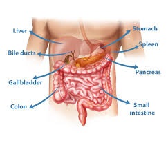 State the main digestive roles of the liver, pancreas, and gallbladder. Cancer Surgery Perth Liver Gallbladder Pancreas Stomach Surgeons