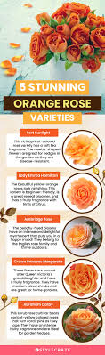 12 most beautiful orange roses for your