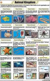 Animal Kingdom For Zoology Chart