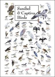 Sanibel Captiva Birds Waterfowl Identification Chart