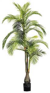 84 foot tall palm tree