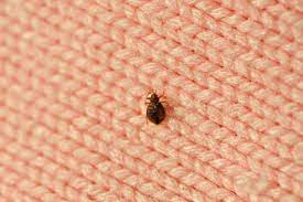 bedbugs while traveling