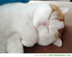 Image result for sound asleep cats