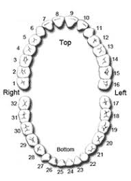 Meridian Tooth Charts Signify Poor Judgment