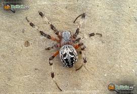 North American Spiders