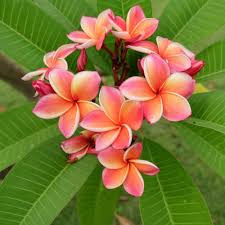 how to get your plumeria to bloom get