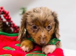 miniature dachshund puppy long hair red