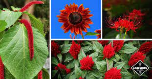 Red Flowers For Your Garden