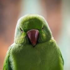 wallpaper close up green parrot