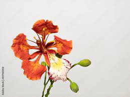 delonix regia flowers isolated