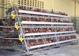 Truoba creates modern house designs with open floor plans and contemporary aesthetics. Best Tips For Battery Cage System Of Poultry Farming Agro4africa