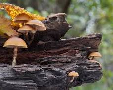 Conocybe filaris poisonous mushroom growing on a fallen log
