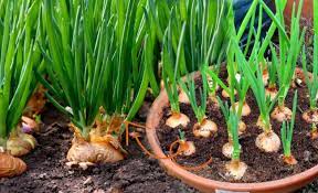 Saksıda yeşil soğan nasıl yetiştirilir? Taze soğan yetiştirmenin püf  noktaları - Pratik Bilgiler Haberleri
