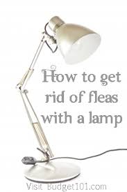 So what are you waiting for? Flea Destroyer How To Kill Fleas In Carpets Get Rid Of Fleas