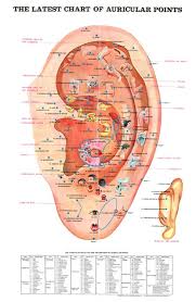 Latest Chart Of Auricular Points
