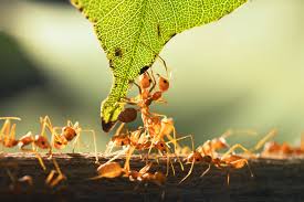 5 ways to deal with fire ants in your