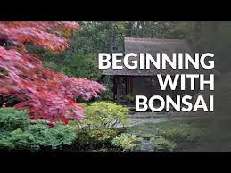 bonsai collection botanical gardens