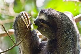 Sloth Facts Three Toed Sloths Brown Throated Sloth