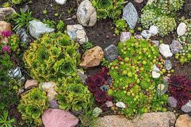 37 Best Rock Garden Plants You Can Grow