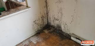 black mold pictures causes and signs