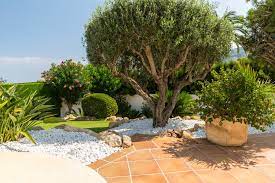 Mediterranean Garden Ideas And
