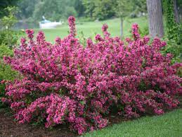 25 best flowering shrubs for full sun