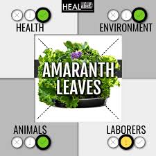 amaranth leaves benefits and side effects