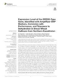 PDF) Expression Level of the DREB2-Type Gene, Identified with Amplifluor  SNP Markers, Correlates with Performance, and Tolerance to Dehydration in  Bread Wheat Cultivars from Northern Kazakhstan