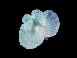 carpet anemone white stictyla