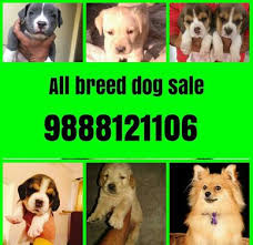 Pet stores near me and you are becoming easily accessible as more people gets in to healthy and loving dog breeding. Pet Shop Near Me Pet Shop In Ludhiana Phagwara Chandigarh Dogs For Sale In Ghumar Mandi Ludhiana Click In