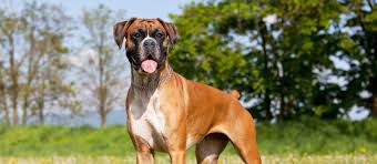 Are you looking for a boxer puppies near you? Boxer Puppies For Sale Greenfield Puppies