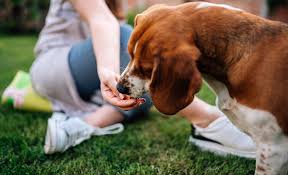 The extra fat will not only help your dog pack on a few extra pounds. 7 Best Dog Food With Grains Why Non Grain Free Dog Food Is Better