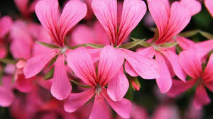 68 types of pink flowers with pictures