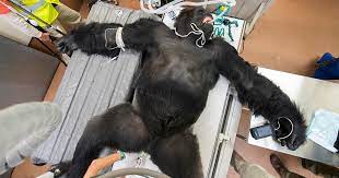 Zoo Miami Gorilla Undergoes Extensive Physical Exam - CBS Miami