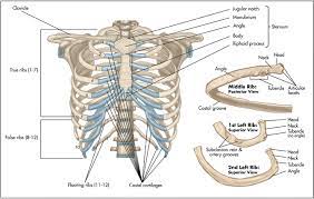 In vertebrate anatomy, ribs (costae) are the long curved bones which form the rib cage. Surgical Anatomy Of The Chest Wall Thoracic Key