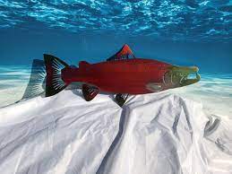 Chinook Salmon King Salmon Atlantic