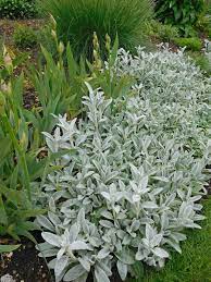 stachys byzantina silver carpet