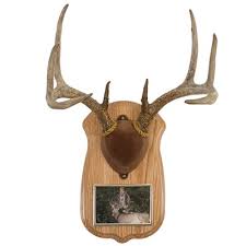 Deluxe Antler Display Kit With Photo