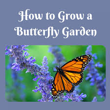 attract erflies to your garden